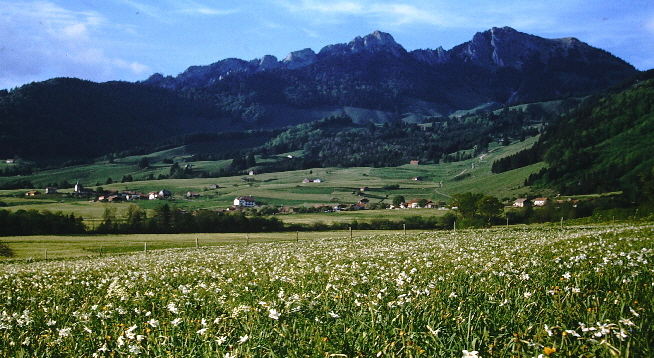 Estavannens - champ de narcisses