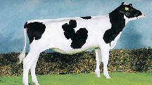 vache holstein_2